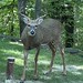 Male deer (buck)