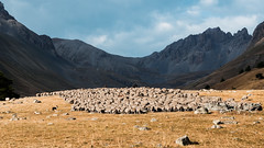 Les moutons du Lauzanier, il y a dix ans. (Re-edition)