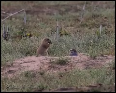 September 28, 2022 - Prairie dog and burrowing owl come face to face. (Bill Hutchinson)