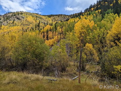 September 27, 2022 - Fall colors near Durango. (Kathi D)