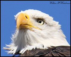 September 23, 2022 - Bald eagle up close. (Bill Hutchinson)