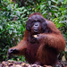 Large male orangutan