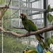 Great green macaw (Ara ambiguus) at the Indianapolis Zoo