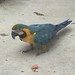 Blue-and-yellow macaw (Ara ararauna) at the Indianapolis Zoo