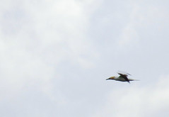 Northern gannet, Morus bassanus, Havssula