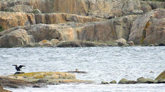 Great cormorant, Phalacrocorax carbo, Storskarv