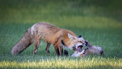 Red Fox Parenting - Mouth Open Wide
