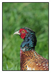 Pheasant portrait - male (Phasianus colchicus) 2 clicks for close up