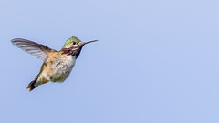 Calliope Hummingbird m. _64A8740