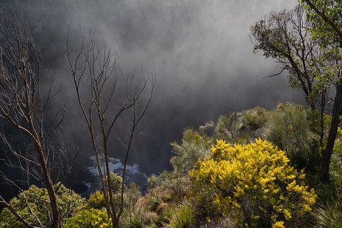 Wattle above the falls