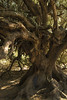 Ancient wild olive trees in Sardinia