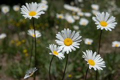 34 • <a style="font-size:0.8em;" href="http://www.flickr.com/photos/161151931@N05/52410642653/" target="_blank">View on Flickr</a>