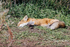 Let sleeping foxes lie