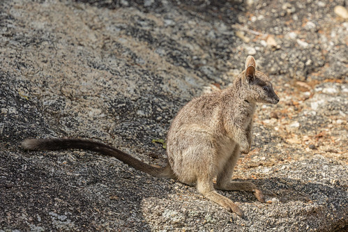 Mareeba Rock-wallaby - Chewko, Tablelands, Queensland, Australia