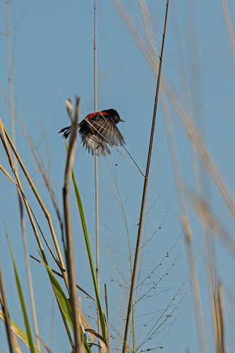 Red-backed Fairywren - Biboohra, Tablelands, Queensland, Australia