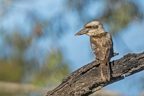 Laughing Kookaburra - Biboohra, Tablelands, Queensland, Australia