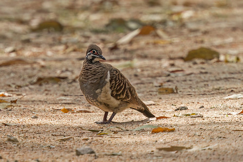 Squatter Pigeon - Chewko, Tablelands, Queensland, Australia