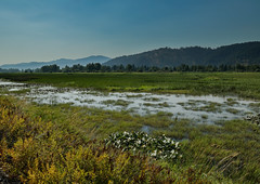 Wetlands, northern Idaho, near Wallace, 2022