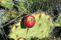 Opuntia sp. (prickly pear cactus) (Guadalupe Mountains National Park, Texas, USA) 9