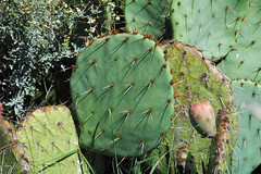 Opuntia sp. (prickly pear cactus) (Guadalupe Mountains National Park, Texas, USA) 7