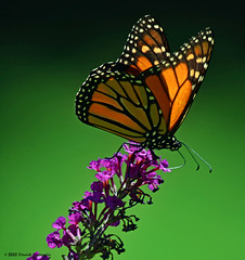 DSC_4636-2R1 Monarch Butterfly on Butterfly Bush