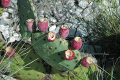 Opuntia sp. (prickly pear cactus) (Guadalupe Mountains National Park, Texas, USA) 2