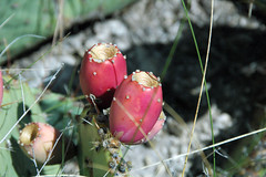 Opuntia sp. (prickly pear cactus) (Guadalupe Mountains National Park, Texas, USA) 8