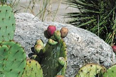 Opuntia sp. (prickly pear cactus) (Guadalupe Mountains National Park, Texas, USA) 6