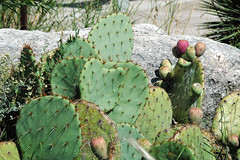 Opuntia sp. (prickly pear cactus) (Guadalupe Mountains National Park, Texas, USA) 5