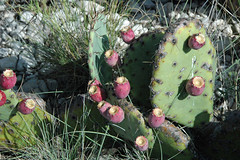 Opuntia sp. (prickly pear cactus) (Guadalupe Mountains National Park, Texas, USA) 3