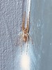 Nosferatu-Spinne (Zoropsis spinimana)