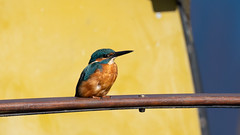 Kingfisher at Bathpool moorings