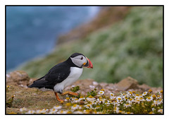 Puffin tiptoeing through the daisies (Fratercula arctica) 2 clicks for for large