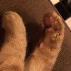 Toe Beans!!!