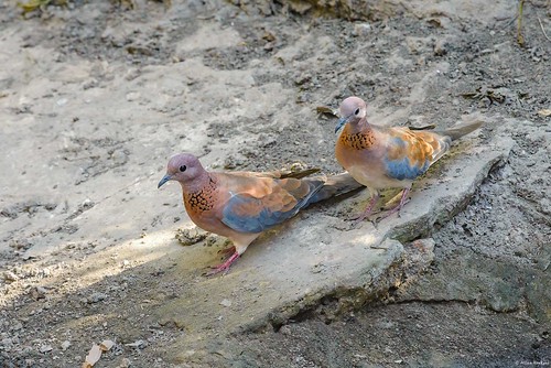 Southern Laughing Dove (Spilopelia s. senegalensis)