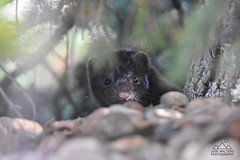 October 2, 2022 - A cute mink in Broomfield. (Jude Walters Photography)