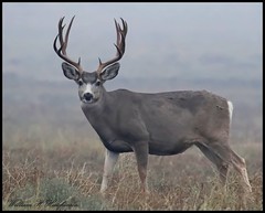 October 4, 2022 - Mule deer buck in the ground fog. (Bill Hutchinson)