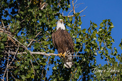 October 10, 2022 - Regal bald eagle hanging out.  (Tony's Takes)