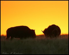October 11, 2022 - Bison silhouetted at sunrise. Bill Hutchinson)