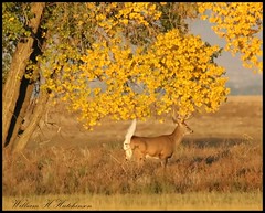 October 11, 2022 - White tailed deer running in the fall foliage. (Bill Hutchinson)