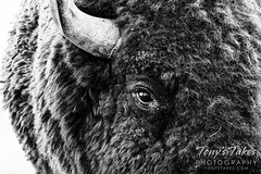October 2, 2022 - Bison bull close up. (Tony's Takes)