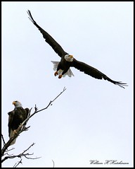 October 4, 2022 - Bald eagle takes flight. (Bill Hutchinson)