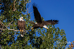 October 10, 2022 - Bald eagle pair at home. (Tony's Takes)