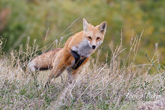 Red fox leaps head on through the grass