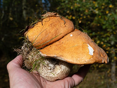 Orange birch bolete