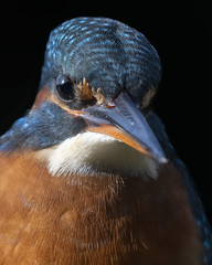 Kingfisher(f)