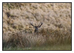 Red Deer Stag - (Cervus elaphus) 2 clicks for close up (Explored)