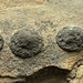 Concretions in sandstone (Pennsylvanian; coal mine near New Lexington, Ohio, USA) 3