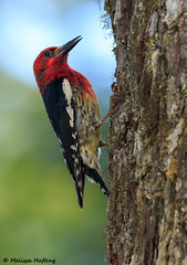 Red-breasted Sapsucker (Sphyrapicus ruber) - West Vancouver, BC