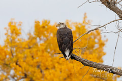 Regal young eagle poses with a perfect fall backdrop